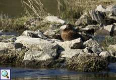 Bachstelze (Motacilla alba) und Stockente (Anas platyrhynchos) am Ufer der Ruhr