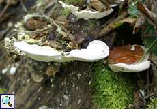 Baumpilz im Wald auf dem Isenberg