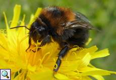 Baumhummel (Tree Bumblebee, Bombus hypnorum)