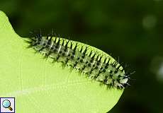 Eichenblattwespe (Oak Sawfly, Periclista lineolata)