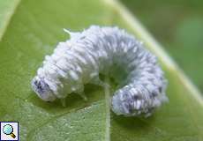 Larve der Erlenblattwespe (Alder Sawfly, Eriocampa ovata)