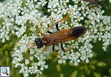 Feld-Blattwespe (Tenthredo campestris)