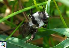 Graue Sandbiene (Ashy Mining Bee, Andrena cineraria)