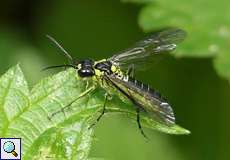 Grüne Blattwespe (Green Sawfly, Rhogogaster viridis)