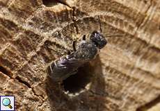 Männliche Hahnenfuß-Scherenbiene (Chelostoma florisomne)