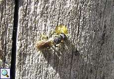 Heriades truncorum (Daisy Carpenter Bee)
