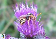 Nomada fucata (Fucate Nomad), Männchen