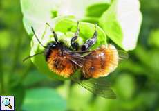 Rotpelzige Sandbiene (Tawny Mining Bee, Andrena fulva)