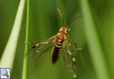 Tenthredopsis nassata, Weibchen