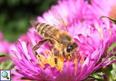 Westliche Honigbiene (Western Honey Bee, Apis mellifera)