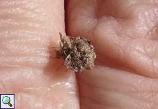 Larve einer Bewimperten Florfliege (Chrysotropia ciliata) in ihrem Köcher