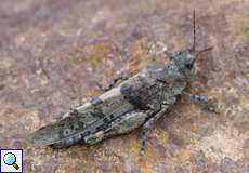 Weibliche Blauflügelige Sandschrecke (Slender Blue-winged Grasshopper, Sphingonotus caerulans)