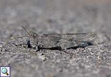 Männliche Blauflügelige Sandschrecke (Slender Blue-winged Grasshopper, Sphingonotus caerulans)