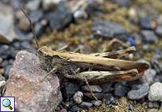 Männlicher Brauner Grashüpfer (Common Field Grashopper, Chorthippus brunneus)