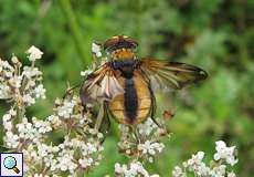 Männliche Breitflügelige Raupenfliege (Tachinid Fly, Ectophasia crassipennis)
