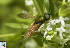 Chloromyia formosa