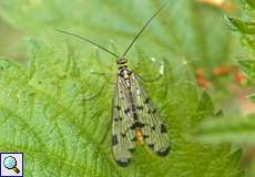 Weibliche Deutsche Skorpionsfliege (Scorpionfly, Panorpa germanica)Deutsche Skorpionsfliege (Scorpionfly, Panorpa germanica)