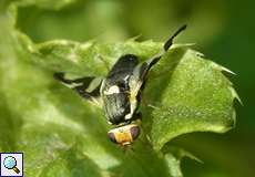Distel-Bohrfliege (Canada Thistle Gall Fly, Urophora cardui)