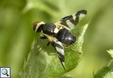 Distel-Bohrfliege (Canada Thistle Gall Fly, Urophora cardui)
