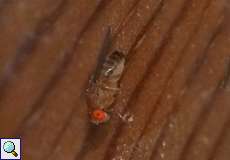 Männliche Schwarzbäuchige Fruchtfliege (Common Fruit Fly, Drosophila melanogaster)