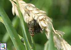 Fleischfliegen (Flesh Fly, Sarcophaga sp.) bei der Paarung