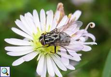 Weibliche Gefleckte Hausfliege (Graphomya maculata)
