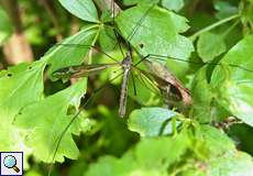 Gefleckte Schnake (Crane Fly, Tipula vittata)