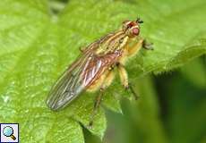 Gelbe Dungfliege (Common Yellow Dung Fly, Scathophaga stercoraria)