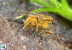 Gelbe Dungfliege (Common Yellow Dung Fly, Scathophaga stercoraria), Paarung
