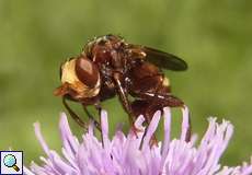 Gemeine Breitstirnblasenkopffliege (Thick-headed Fly, Sicus ferrugineus)