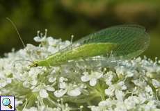 Gemeine Florfliege (Green Lacewing, Chrysoperla carnea s.l.)