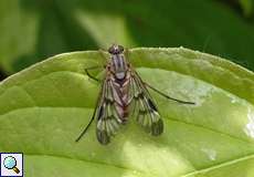 Gemeine Schnepfenfliege (Snipefly, Rhagio scolopaceus)