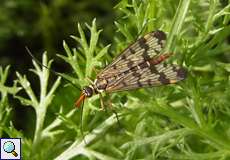 Weibliche Gemeine Skorpionsfliege (Scorpionfly, Panorpa vulgaris)