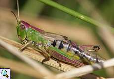 Gemeiner Grashüpfer (Meadow Grashopper, Pseudochorthippus parallelus)