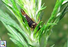 Gemeiner Ohrwurm (Earwig, Forficula auricularia)