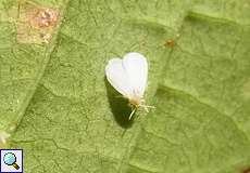 Gewächshaus-Weiße Fliege (Greenhouse Whitefly, Trialeurodes vaporariorum)