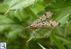 Weibliche Gewöhnliche Skorpionsfliege (Scorpionfly, Panorpa communis)