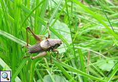 Männliche Gewöhnliche Strauchschrecke (Dark Bush-cricket, Pholidoptera griseoaptera)