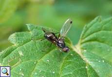 Glänzende Schwingfliege (Lesser Dung Fly, Sepsis fulgens)