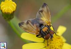 Männliche Goldschildfliege (Phasia aurigera)