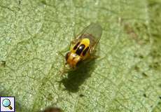 Halmfliege (Yellow Swarming Fly, Thaumatomyia notata)