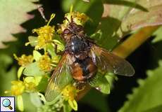 Igelfliege (Tachinid Fly, Tachina fera/magnicornis)