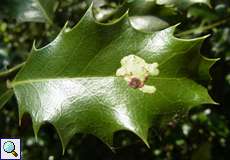 Blattmine der Ilexminierfliege (Holly Leaf Miner, Phytomyza ilicis)