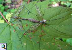 Kohlschnaken bei der Paarung (Marsh Crane Fly, Tipula oleracea)