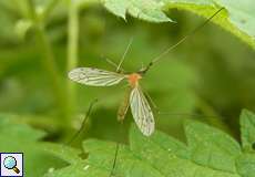 Limonia phragmitidis