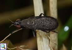 Melierte Schneckenfliege (Coremacera marginata)