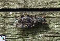 Männliche Pfauenfliege (Peacock Fly, Callopistromyia annulipes)