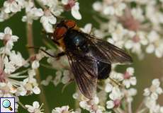 Phasia hemiptera, Weibchen