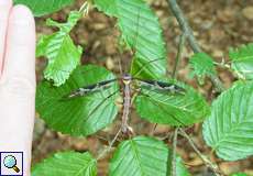 Weibliche Riesenschnake (Giant Crane Fly, Tipula maxima)