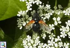 Rinderfliege (Noon Fly, Mesembrina meridiana)